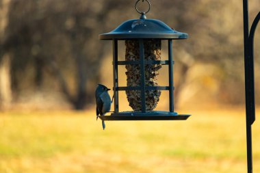 Bir kuş yemliğinin üzerine tünemiş küçük, karanlık bir kuş, silueti bulanık, altın bir zemin ile çelişiyor. Doğanın basit güzelliği sessiz bir anda yakalanır..