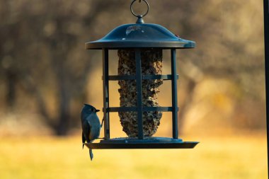 Bir kuş yemliğinin üzerine tünemiş küçük, karanlık bir kuş, silueti bulanık, altın bir zemin ile çelişiyor. Doğanın basit güzelliği sessiz bir anda yakalanır..