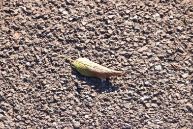 Yeşilden sonbahara geçiş yapan tek bir yaprak desenli, kayalık bir zeminde uzanıyor. Doğal detay, yakın plan..