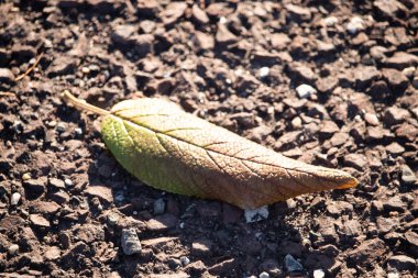 Yeşilden sonbahara geçiş yapan tek bir yaprak desenli, kayalık bir zeminde uzanıyor. Doğal detay, yakın plan..