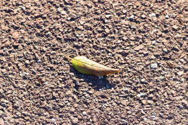 Yeşilden sonbahara geçiş yapan tek bir yaprak desenli, kayalık bir zeminde uzanıyor. Doğal detay, yakın plan..