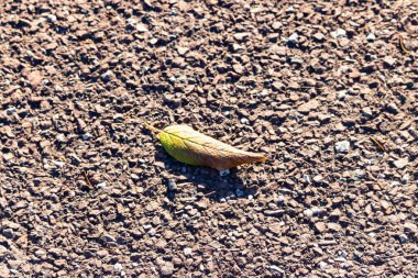 Yeşilden sonbahara geçiş yapan tek bir yaprak desenli, kayalık bir zeminde uzanıyor. Doğal detay, yakın plan..