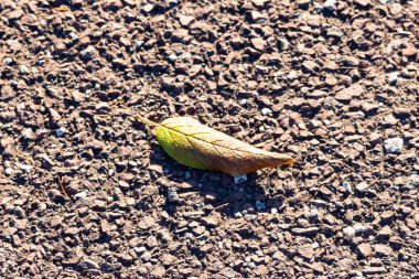 Yeşilden sonbahara geçiş yapan tek bir yaprak desenli, kayalık bir zeminde uzanıyor. Doğal detay, yakın plan..
