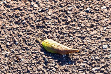 Yeşilden sonbahara geçiş yapan tek bir yaprak desenli, kayalık bir zeminde uzanıyor. Doğal detay, yakın plan..