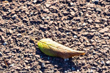 Yeşilden sonbahara geçiş yapan tek bir yaprak desenli, kayalık bir zeminde uzanıyor. Doğal detay, yakın plan..