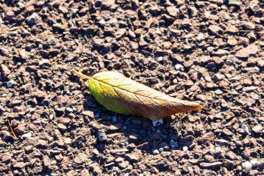 Yeşilden sonbahara geçiş yapan tek bir yaprak desenli, kayalık bir zeminde uzanıyor. Doğal detay, yakın plan..