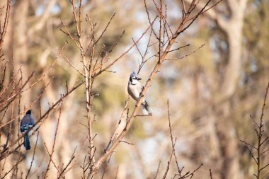 Çarpıcı mavi bir karga, yıpranmış bir dala tünemişti. Mavi tüyleri, bulanık, altın arkaplana karşıydı. Doğal güzellik huzurlu bir anda yakalanır..