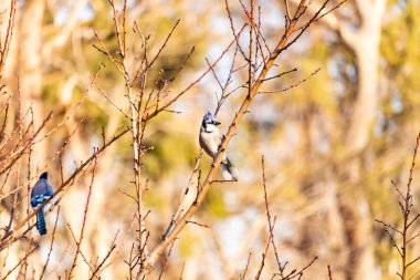Çarpıcı mavi bir karga, yıpranmış bir dala tünemişti. Mavi tüyleri, bulanık, altın arkaplana karşıydı. Doğal güzellik huzurlu bir anda yakalanır..