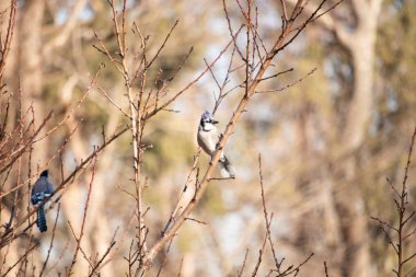 Çarpıcı mavi bir karga, yıpranmış bir dala tünemişti. Mavi tüyleri, bulanık, altın arkaplana karşıydı. Doğal güzellik huzurlu bir anda yakalanır..