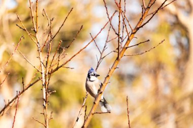 Çarpıcı mavi bir karga, yıpranmış bir dala tünemişti. Mavi tüyleri, bulanık, altın arkaplana karşıydı. Doğal güzellik huzurlu bir anda yakalanır..