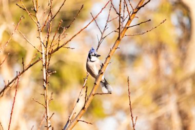 Çarpıcı mavi bir karga, yıpranmış bir dala tünemişti. Mavi tüyleri, bulanık, altın arkaplana karşıydı. Doğal güzellik huzurlu bir anda yakalanır..