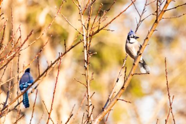 Çarpıcı mavi bir karga, yıpranmış bir dala tünemişti. Mavi tüyleri, bulanık, altın arkaplana karşıydı. Doğal güzellik huzurlu bir anda yakalanır..