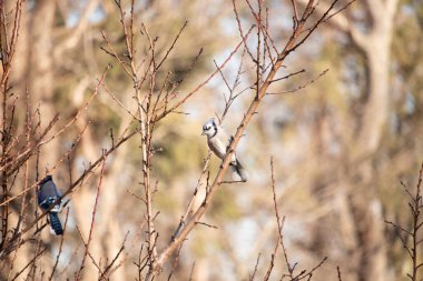 Çarpıcı mavi bir karga, yıpranmış bir dala tünemişti. Mavi tüyleri, bulanık, altın arkaplana karşıydı. Doğal güzellik huzurlu bir anda yakalanır..