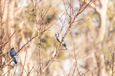 Çarpıcı mavi bir karga, yıpranmış bir dala tünemişti. Mavi tüyleri, bulanık, altın arkaplana karşıydı. Doğal güzellik huzurlu bir anda yakalanır..