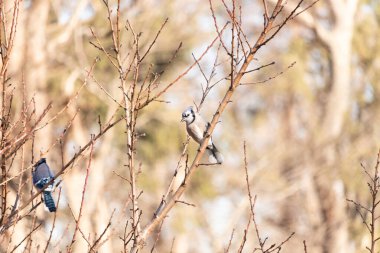 Çarpıcı mavi bir karga, yıpranmış bir dala tünemişti. Mavi tüyleri, bulanık, altın arkaplana karşıydı. Doğal güzellik huzurlu bir anda yakalanır..