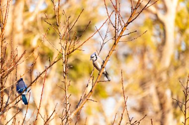 Çarpıcı mavi bir karga, yıpranmış bir dala tünemişti. Mavi tüyleri, bulanık, altın arkaplana karşıydı. Doğal güzellik huzurlu bir anda yakalanır..