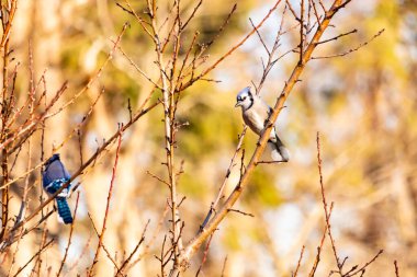 Çarpıcı mavi bir karga, yıpranmış bir dala tünemişti. Mavi tüyleri, bulanık, altın arkaplana karşıydı. Doğal güzellik huzurlu bir anda yakalanır..