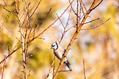 Çarpıcı mavi bir karga, yıpranmış bir dala tünemişti. Mavi tüyleri, bulanık, altın arkaplana karşıydı. Doğal güzellik huzurlu bir anda yakalanır..