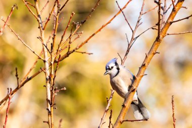 Çarpıcı mavi bir karga, yıpranmış bir dala tünemişti. Mavi tüyleri, bulanık, altın arkaplana karşıydı. Doğal güzellik huzurlu bir anda yakalanır..