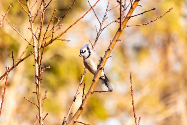 Çarpıcı mavi bir karga, yıpranmış bir dala tünemişti. Mavi tüyleri, bulanık, altın arkaplana karşıydı. Doğal güzellik huzurlu bir anda yakalanır..