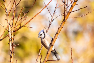 Çarpıcı mavi bir karga, yıpranmış bir dala tünemişti. Mavi tüyleri, bulanık, altın arkaplana karşıydı. Doğal güzellik huzurlu bir anda yakalanır..