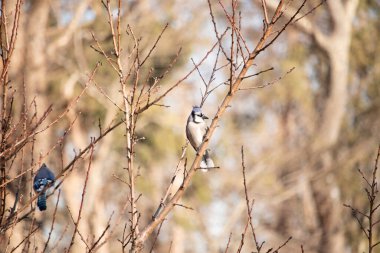 Çarpıcı mavi bir karga, yıpranmış bir dala tünemişti. Mavi tüyleri, bulanık, altın arkaplana karşıydı. Doğal güzellik huzurlu bir anda yakalanır..