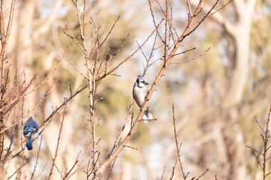 Çarpıcı mavi bir karga, yıpranmış bir dala tünemişti. Mavi tüyleri, bulanık, altın arkaplana karşıydı. Doğal güzellik huzurlu bir anda yakalanır..