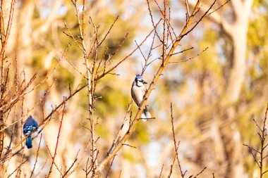 Çarpıcı mavi bir karga, yıpranmış bir dala tünemişti. Mavi tüyleri, bulanık, altın arkaplana karşıydı. Doğal güzellik huzurlu bir anda yakalanır..