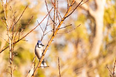 Çarpıcı mavi bir karga, yıpranmış bir dala tünemişti. Mavi tüyleri, bulanık, altın arkaplana karşıydı. Doğal güzellik huzurlu bir anda yakalanır..