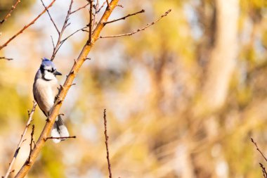 Çarpıcı mavi bir karga, yıpranmış bir dala tünemişti. Mavi tüyleri, bulanık, altın arkaplana karşıydı. Doğal güzellik huzurlu bir anda yakalanır..