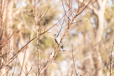 Çarpıcı mavi bir karga, yıpranmış bir dala tünemişti. Mavi tüyleri, bulanık, altın arkaplana karşıydı. Doğal güzellik huzurlu bir anda yakalanır..