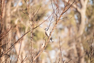 Çarpıcı mavi bir karga, yıpranmış bir dala tünemişti. Mavi tüyleri, bulanık, altın arkaplana karşıydı. Doğal güzellik huzurlu bir anda yakalanır..