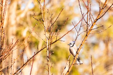 Çarpıcı mavi bir karga, yıpranmış bir dala tünemişti. Mavi tüyleri, bulanık, altın arkaplana karşıydı. Doğal güzellik huzurlu bir anda yakalanır..