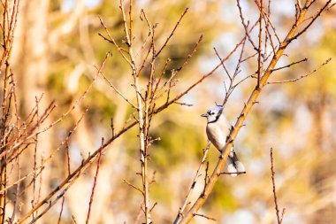 Çarpıcı mavi bir karga, yıpranmış bir dala tünemişti. Mavi tüyleri, bulanık, altın arkaplana karşıydı. Doğal güzellik huzurlu bir anda yakalanır..