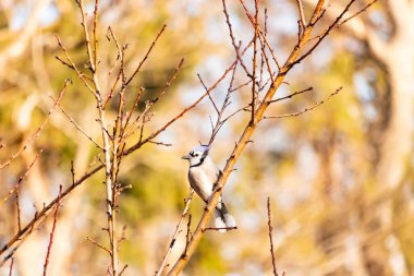 Çarpıcı mavi bir karga, yıpranmış bir dala tünemişti. Mavi tüyleri, bulanık, altın arkaplana karşıydı. Doğal güzellik huzurlu bir anda yakalanır..