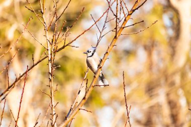 Çarpıcı mavi bir karga, yıpranmış bir dala tünemişti. Mavi tüyleri, bulanık, altın arkaplana karşıydı. Doğal güzellik huzurlu bir anda yakalanır..
