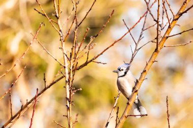 Çarpıcı mavi bir karga, yıpranmış bir dala tünemişti. Mavi tüyleri, bulanık, altın arkaplana karşıydı. Doğal güzellik huzurlu bir anda yakalanır..