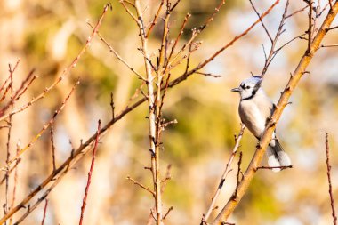 Çarpıcı mavi bir karga, yıpranmış bir dala tünemişti. Mavi tüyleri, bulanık, altın arkaplana karşıydı. Doğal güzellik huzurlu bir anda yakalanır..