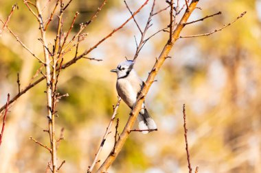 Çarpıcı mavi bir karga, yıpranmış bir dala tünemişti. Mavi tüyleri, bulanık, altın arkaplana karşıydı. Doğal güzellik huzurlu bir anda yakalanır..