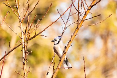 Çarpıcı mavi bir karga, yıpranmış bir dala tünemişti. Mavi tüyleri, bulanık, altın arkaplana karşıydı. Doğal güzellik huzurlu bir anda yakalanır..