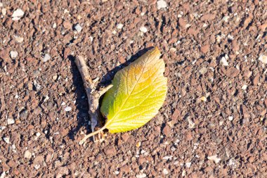 Sonbahar sarısı ipuçları taşıyan canlı yeşil bir yaprak, pürüzlü, topraksı bir zeminde, yanında küçük bir dal ile birlikte yatar. Yakın plan çekimde doğanın dokuları ve renkleri.