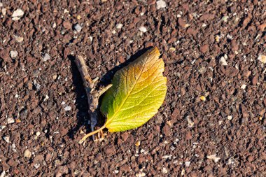 Sonbahar sarısı ipuçları taşıyan canlı yeşil bir yaprak, pürüzlü, topraksı bir zeminde, yanında küçük bir dal ile birlikte yatar. Yakın plan çekimde doğanın dokuları ve renkleri.