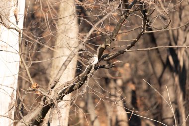 Küçük, gri bir kuş bir dala tünemiş, ince harmanlanmış ağaç kabuğu ve ince dallı çevreye. Doğada sessiz bir gözlem anı.