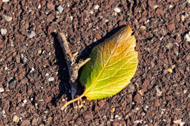 Sonbahar sarısı ipuçları taşıyan canlı yeşil bir yaprak, pürüzlü, topraksı bir zeminde, yanında küçük bir dal ile birlikte yatar. Yakın plan çekimde doğanın dokuları ve renkleri.