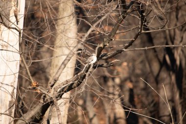 Küçük, gri bir kuş bir dala tünemiş, ince harmanlanmış ağaç kabuğu ve ince dallı çevreye. Doğada sessiz bir gözlem anı.
