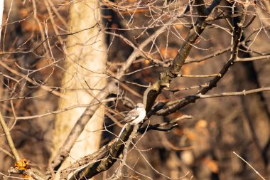 Küçük, gri bir kuş bir dala tünemiş, ince harmanlanmış ağaç kabuğu ve ince dallı çevreye. Doğada sessiz bir gözlem anı.