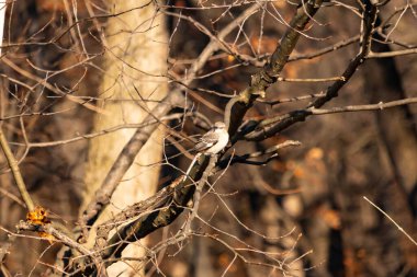 Küçük, gri bir kuş bir dala tünemiş, ince harmanlanmış ağaç kabuğu ve ince dallı çevreye. Doğada sessiz bir gözlem anı.
