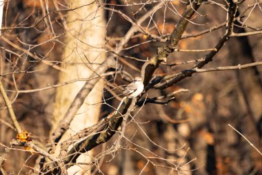 Küçük, gri bir kuş bir dala tünemiş, ince harmanlanmış ağaç kabuğu ve ince dallı çevreye. Doğada sessiz bir gözlem anı.