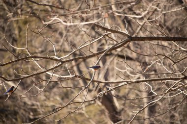 Çıplak bir dala tünemiş canlı bir mavi kuş, çarpan mavi ve turuncu tüyleri sessiz arkaplana zıt. Doğanın güzelliğinin yakalandığı bir an.