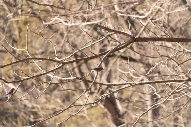 Çıplak bir dala tünemiş canlı bir mavi kuş, çarpan mavi ve turuncu tüyleri sessiz arkaplana zıt. Doğanın güzelliğinin yakalandığı bir an.
